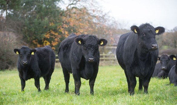 Two black heifers and calf